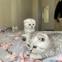Scottish Fold, Kedi  İzmirliler fotoğrafı