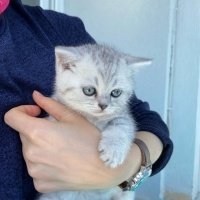 Scottish Fold, Kedi  İzmirliler fotoğrafı
