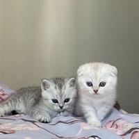 Scottish Fold, Kedi  İzmirliler fotoğrafı