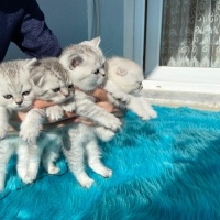 Scottish Fold, Kedi  İzmirliler fotoğrafı