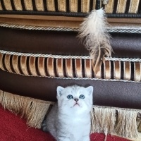 Scottish Fold, Kedi  İzmirliler fotoğrafı