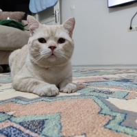 Tekir Kedi, Kedi  Tarçın fotoğrafı