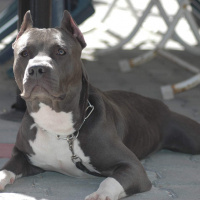 Amerikan Pitbull Terrier, Köpek  Oliwer fotoğrafı