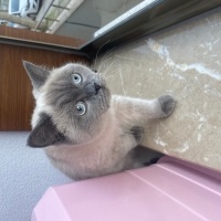 Siyam Kedisi, Kedi  Latte fotoğrafı