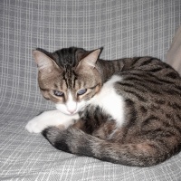 Tekir Kedi, Kedi  BAMBAM fotoğrafı
