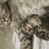 British Shorthair, Kedi  Eva fotoğrafı