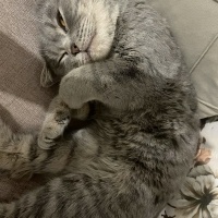 British Shorthair, Kedi  Gofret fotoğrafı