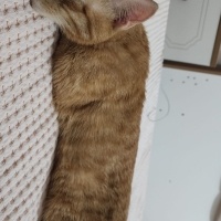 Sarman, Kedi  Leo fotoğrafı