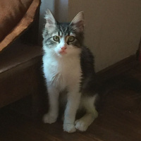 Norwegian Forest, Kedi  Valens fotoğrafı