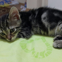 Tekir Kedi, Kedi  KALP fotoğrafı