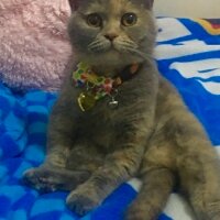 British Shorthair, Kedi  Alice fotoğrafı