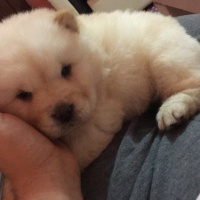 Chow Chow (çin Aslanı), Köpek  Pamuk fotoğrafı