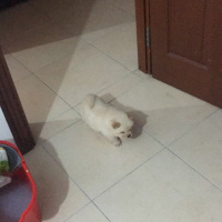 Chow Chow (çin Aslanı), Köpek  Pamuk fotoğrafı