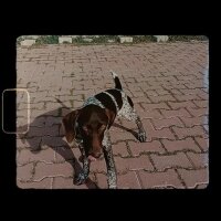 Pointer, Köpek  Arwen fotoğrafı