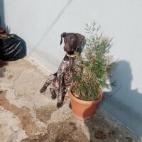 Pointer, Köpek  Arwen fotoğrafı