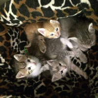Tekir Kedi, Kedi  kül kedileri fotoğrafı