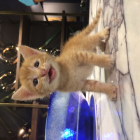 Tekir Kedi, Kedi  kül kedileri fotoğrafı