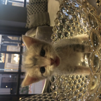 Tekir Kedi, Kedi  kül kedileri fotoğrafı
