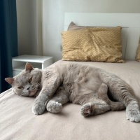 British Shorthair, Kedi  BELLA fotoğrafı