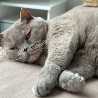 British Shorthair, Kedi  BELLA fotoğrafı