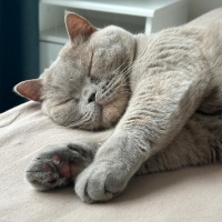 British Shorthair, Kedi  BELLA fotoğrafı
