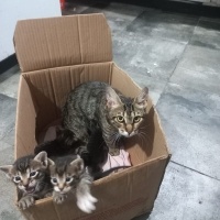 Tekir Kedi, Kedi  Minik fotoğrafı