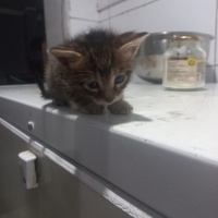 Tekir Kedi, Kedi  Minik fotoğrafı
