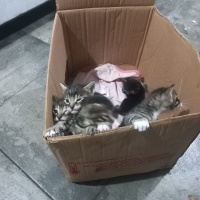 Tekir Kedi, Kedi  Minik fotoğrafı