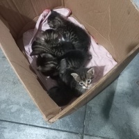 Tekir Kedi, Kedi  Minik fotoğrafı
