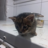 Tekir Kedi, Kedi  Minik fotoğrafı