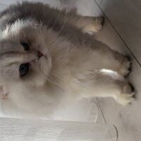 British Longhair, Kedi  Paris fotoğrafı