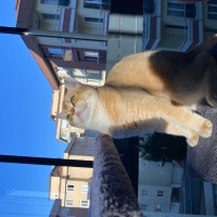 British Shorthair, Kedi  Mia fotoğrafı