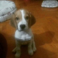 Beagle, Köpek  Marla fotoğrafı