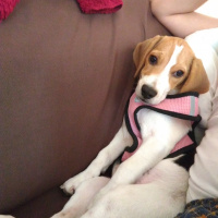 Beagle, Köpek  Marla fotoğrafı