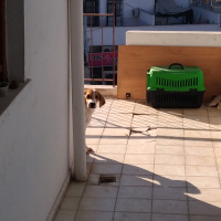 Beagle, Köpek  Marla fotoğrafı
