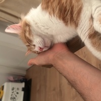 Tekir Kedi, Kedi  Pumpkin fotoğrafı