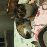 Tekir Kedi, Kedi  HİNATA fotoğrafı