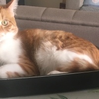 Tekir Kedi, Kedi  Sosuke fotoğrafı