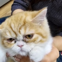 British Shorthair, Kedi  Bella fotoğrafı