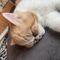 British Shorthair, Kedi  Bella fotoğrafı