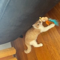 British Shorthair, Kedi  Bella fotoğrafı