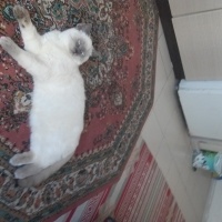 Siyam Kedisi, Kedi  pasa fotoğrafı