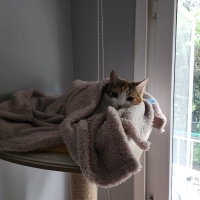 Tekir Kedi, Kedi  Lokum (Köri) fotoğrafı