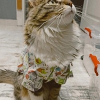 Norwegian Forest, Kedi  BALKIZ fotoğrafı