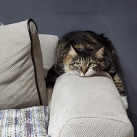 Norwegian Forest, Kedi  BALKIZ fotoğrafı