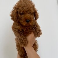 Poodle (Minyatür Kaniş), Köpek  Tarçın fotoğrafı