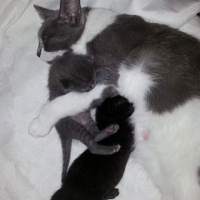 Mavi Rus, Kedi  Nazli fotoğrafı