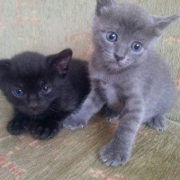 Mavi Rus, Kedi  Nazli fotoğrafı
