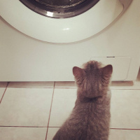 British Shorthair, Kedi  Çakıl Efe fotoğrafı