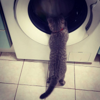 British Shorthair, Kedi  Çakıl Efe fotoğrafı